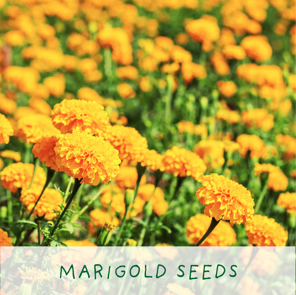 Big Bee Happiness Eco Plant Grow Kit, Gardening Gift