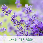 Big Bee Happiness Eco Plant Grow Kit, Gardening Gift