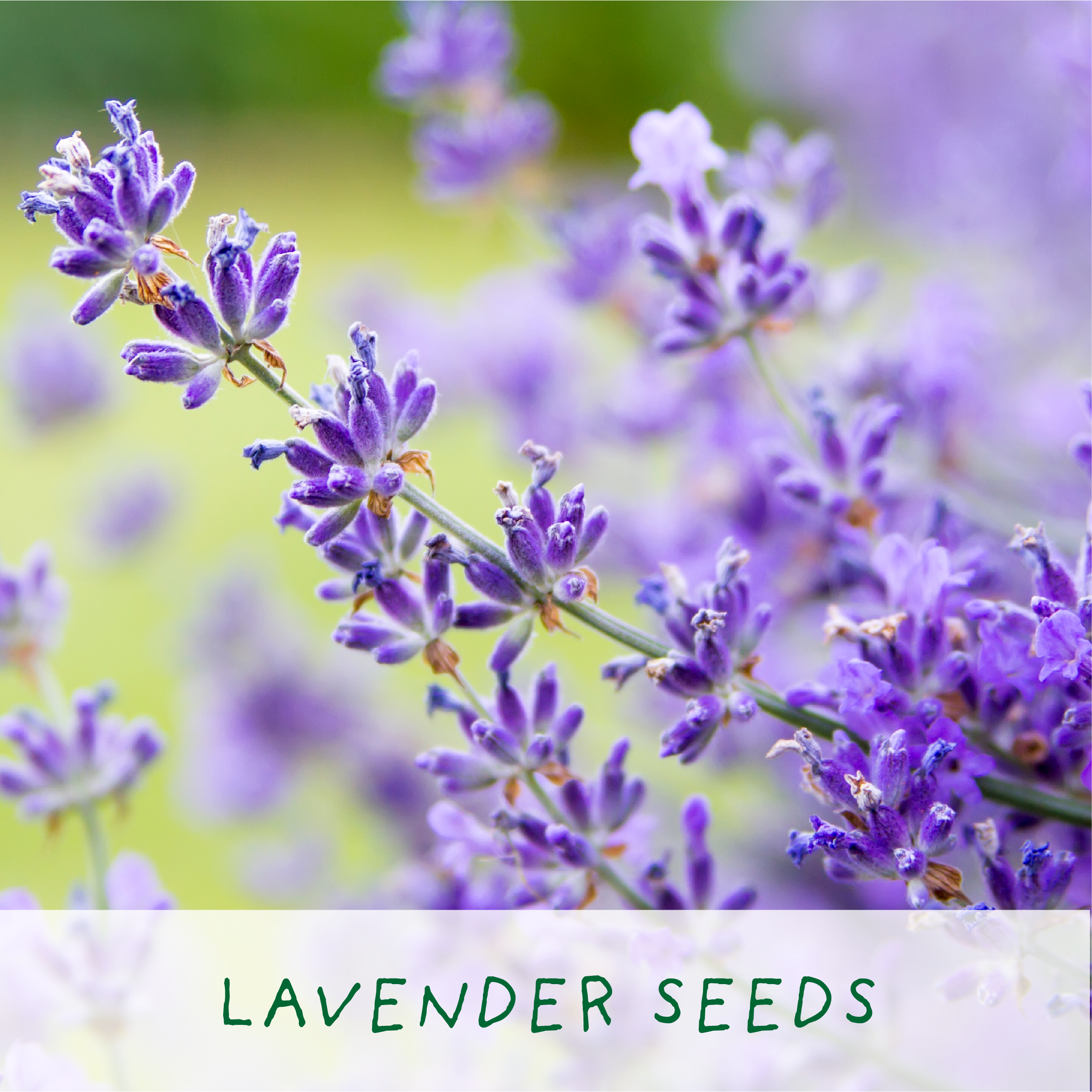 Big Bee Happiness Eco Plant Grow Kit, Gardening Gift