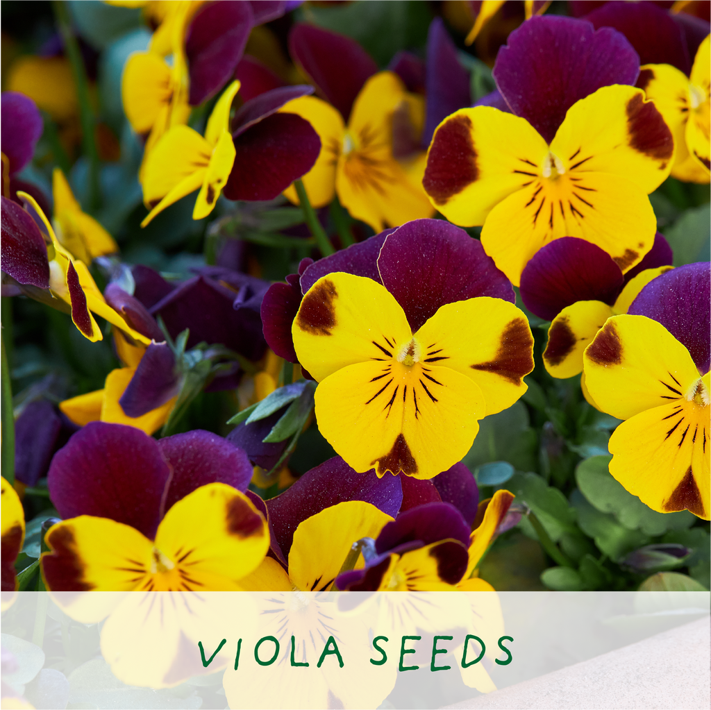 Big Bee Happiness Eco Plant Grow Kit, Gardening Gift