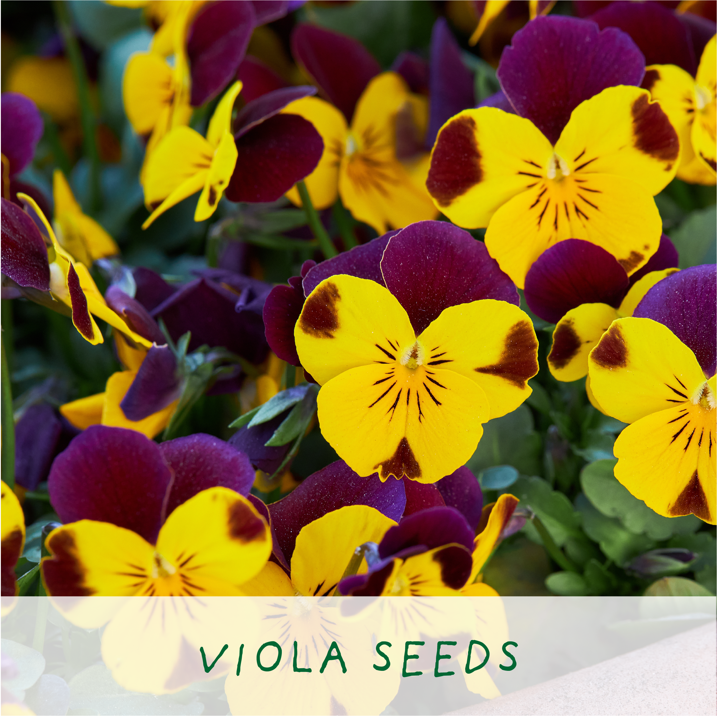 Big Bee Happiness Eco Plant Grow Kit, Gardening Gift